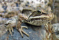 Cascades Frog