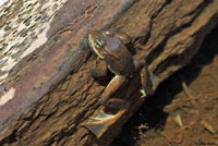 Cascades Frog