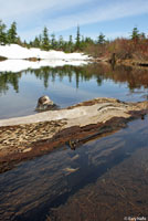 Cascades Frog