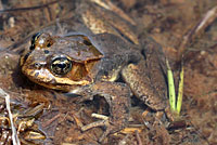 Cascades Frog