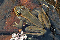 Cascades Frog