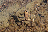 Cascades Frog