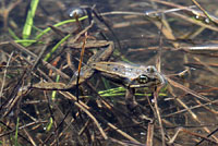 Cascades Frog