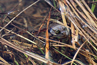 Cascades Frog