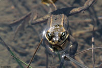 Cascades Frog