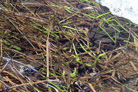 Cascades Frog