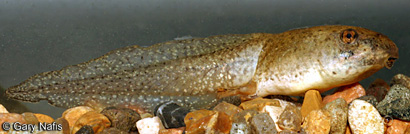 American Bullfrog Tadpole