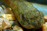 American Bullfrog Tadpole