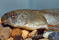 American Bullfrog Tadpole