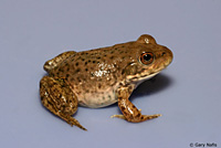 American Bullfrog Juvenile