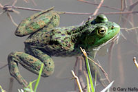 American Bullfrog