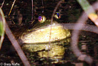 American Bullfrog