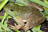 American Bullfrog