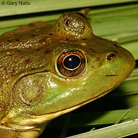 American Bullfrog