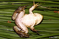 American Bullfrog