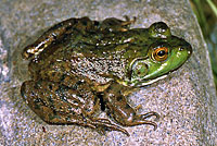 American Bullfrog