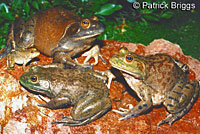 American Bullfrogs