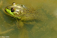 American Bullfrog