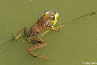 American Bullfrog