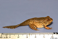 American Bullfrog Juvenile