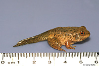 American Bullfrog Juvenile