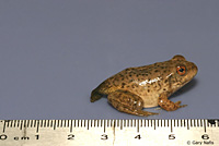 American Bullfrog Juvenile