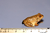 American Bullfrog Juvenile