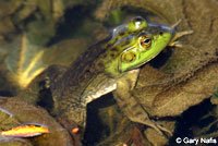 American Bullfrog