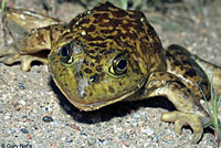 American Bullfrog