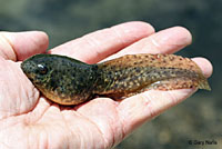 American Bullfrog Tadpole