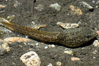 American Bullfrog Tadpole