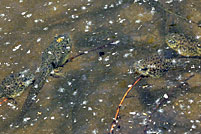 American Bullfrog Tadpoles