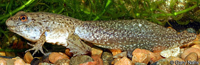 American Bullfrog Tadpole