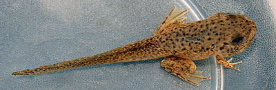 American Bullfrog Tadpole