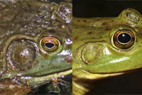 American Bullfrog