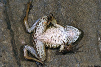 American Bullfrog