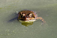 California Red-legged Frog