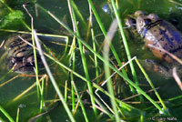 California Red-legged Frog