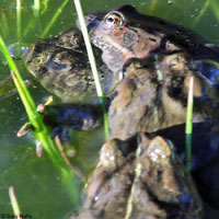 California Red-legged Frog