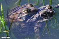 California Red-legged Frog