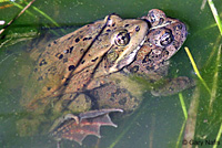 California Red-legged Frog