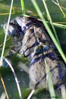 California Red-legged Frog