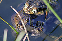 California Red-legged Frog