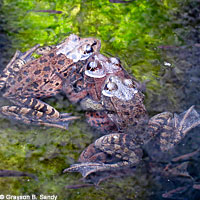 California Red-legged Frog