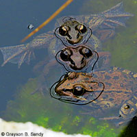 California Red-legged Frog