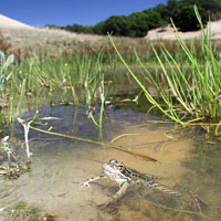 California Red-legged Frog