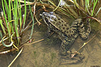 California Red-legged Frog