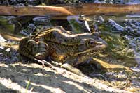 California Red-legged Frog