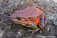 California Red-legged Frog