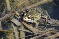 California Red-legged Frog